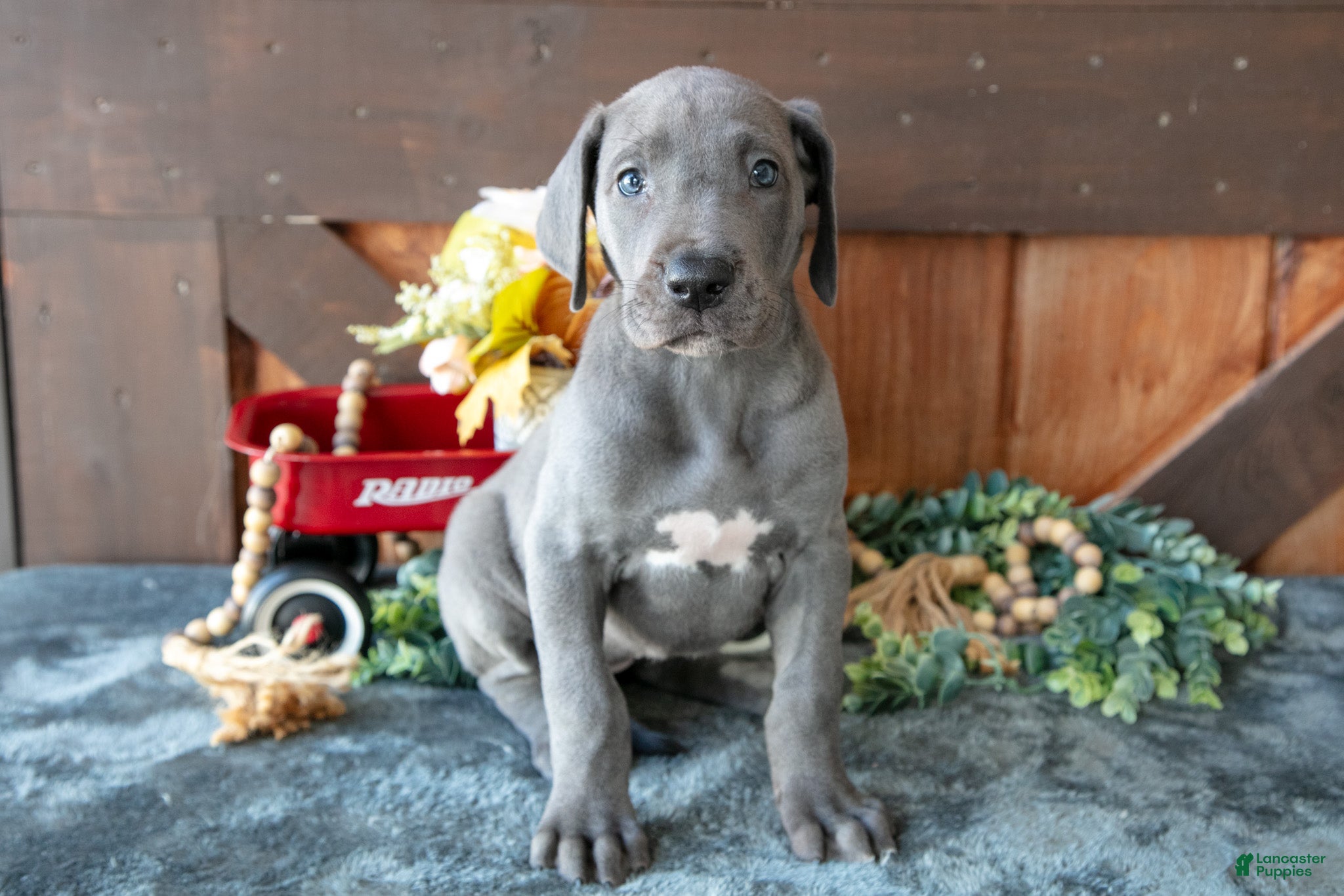 Great Dane dogs for sale: Misty - Ad 1
