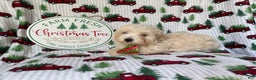 Maltipoo dogs for sale: Jingle - Ad 5