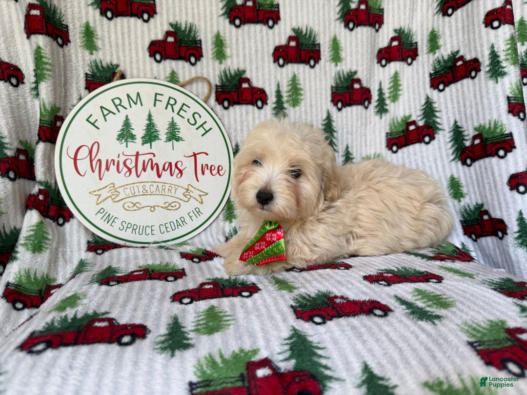 Maltipoo dogs for sale: Jingle - Ad 5