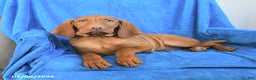 Vizsla dogs for sale: Rex - Ad 2