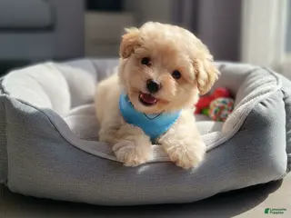 Maltipoo dogs TEDDY - Ad 4