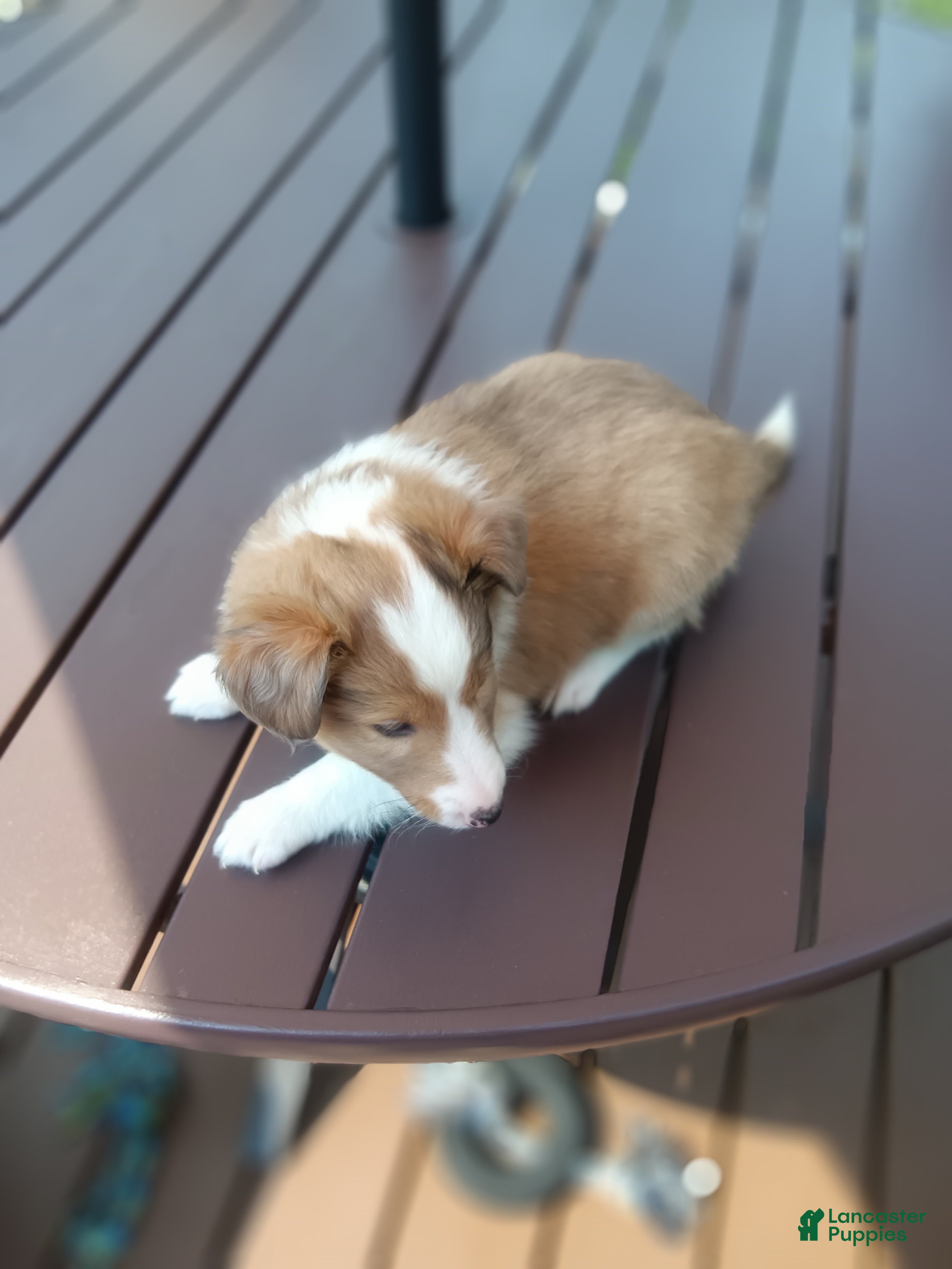 Shetland Sheepdog dogs Shetland Sheepdog 1 - Ad 2