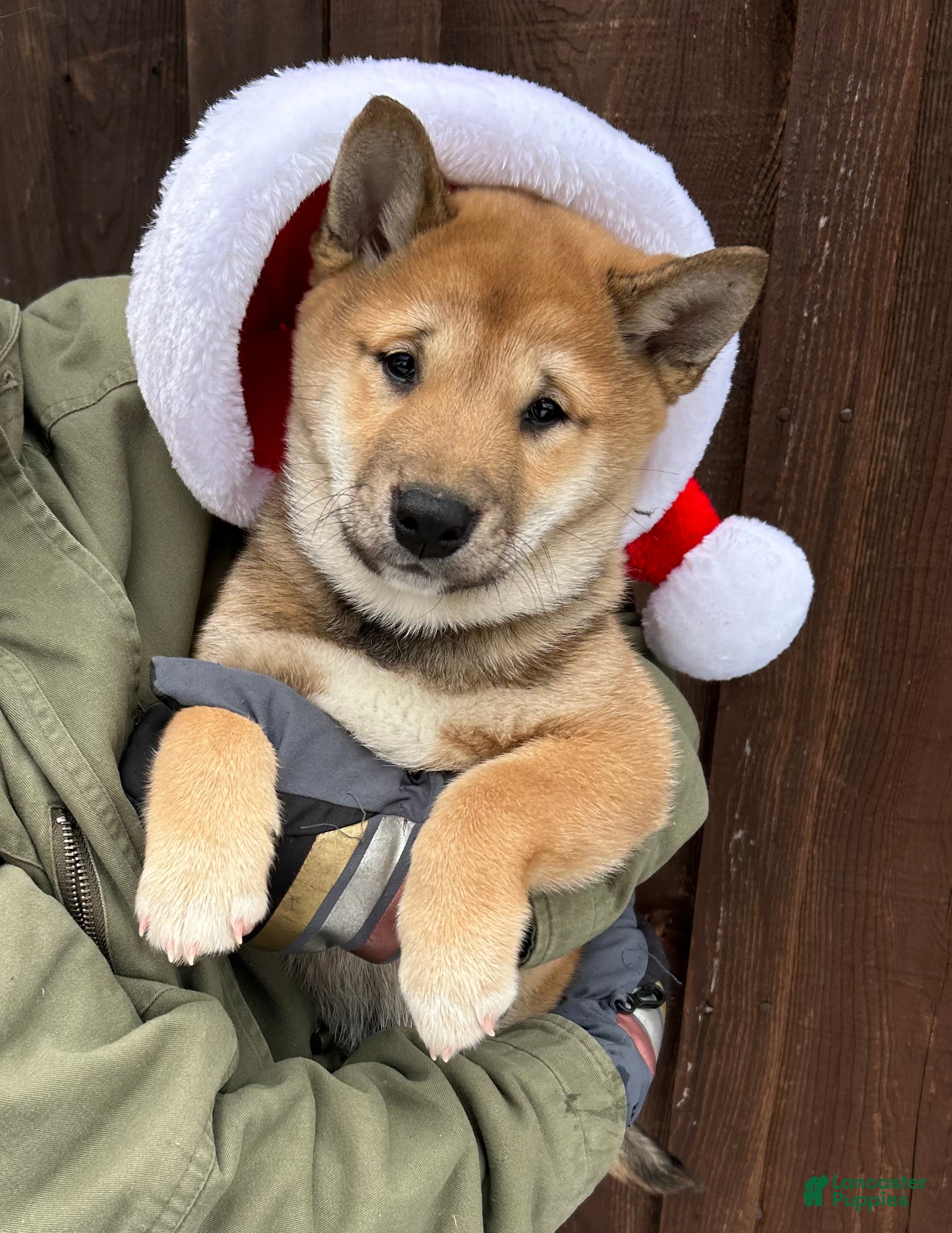 Shiba Inu dogs Lincoln - Ad 39