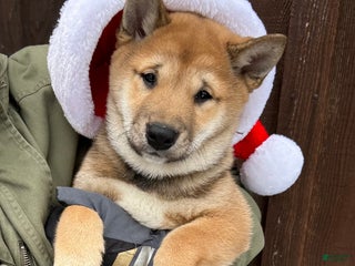 Shiba Inu dogs Lincoln - Ad 39