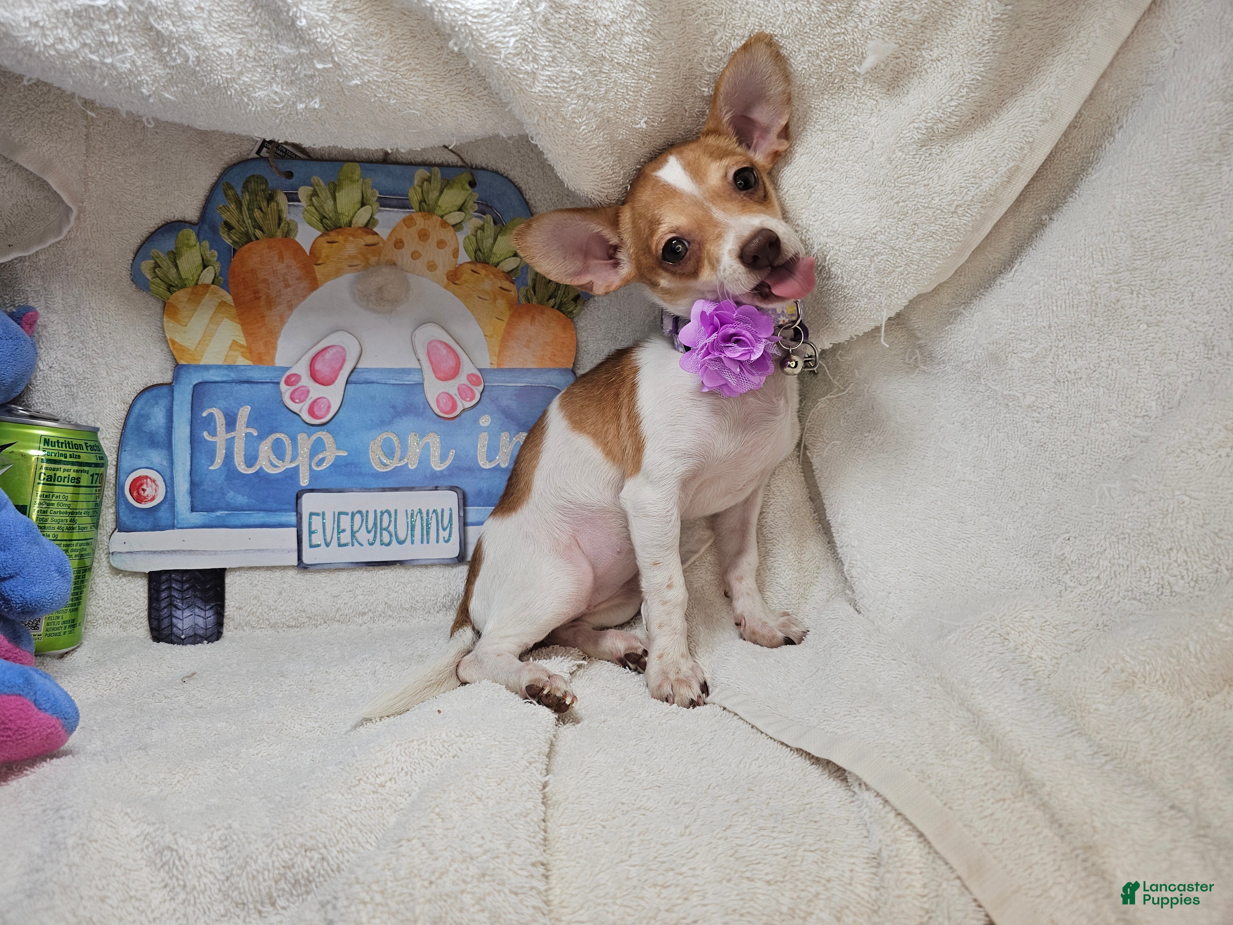 Chihuahua dogs Violette [6 lb adult] - Ad 41