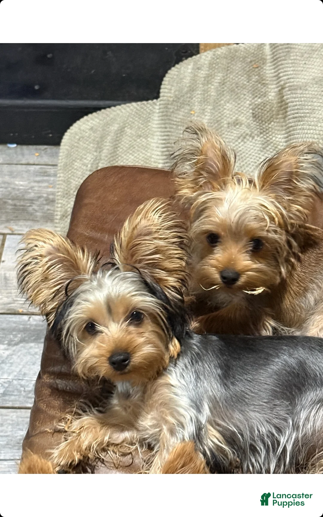 Yorkshire Terrier dogs for sale: Vance - Ad 2