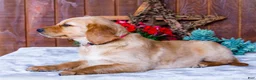 Golden Retriever dogs for sale: Dahlia - Ad 6