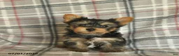Yorkshire Terrier dogs for sale: Lucy - Ad 4
