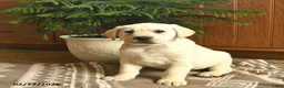 Labrador Retriever dogs for sale: Goliath  - Ad 3