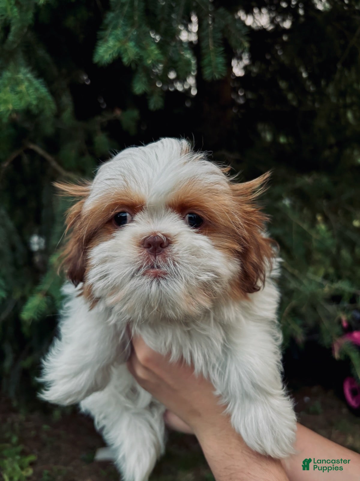 Shih Tzu dogs Lilly - Ad 2