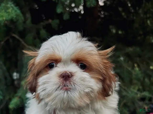 Shih Tzu dogs for sale: Lilly - Ad 2