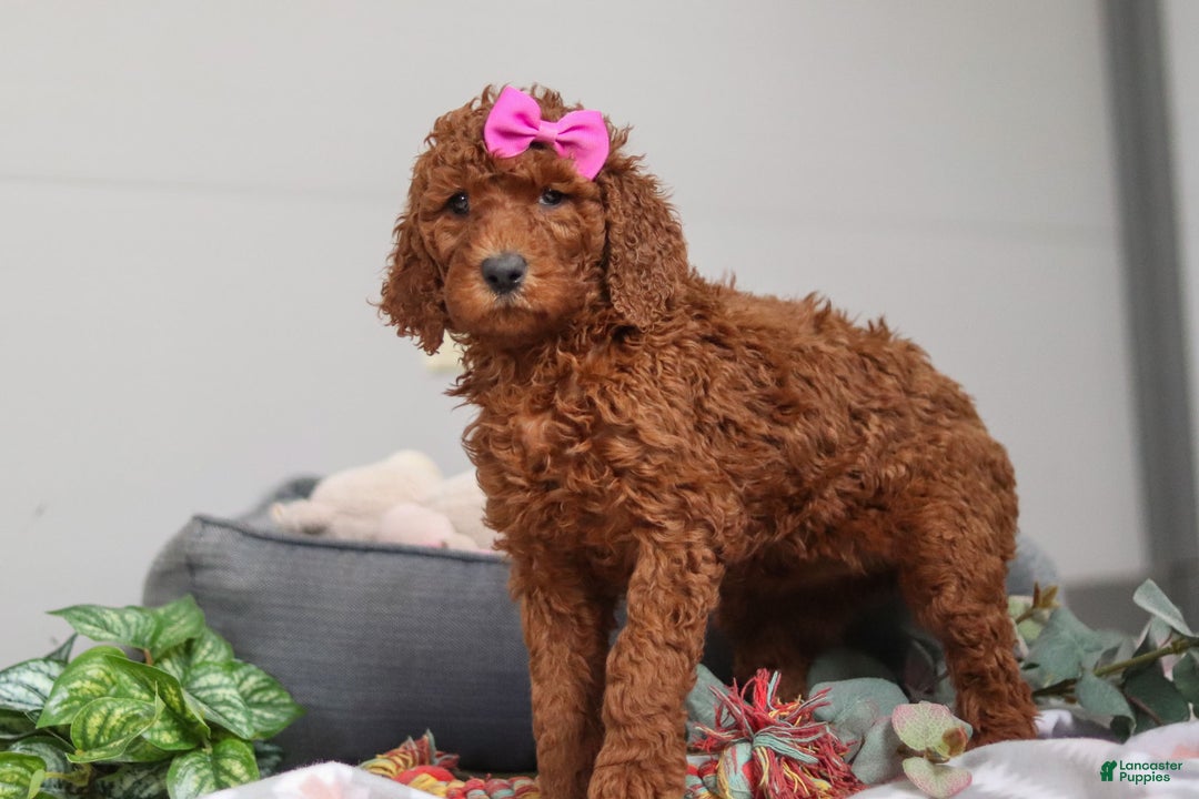 Standard Poodle dogs for sale: Nellie AKC - Ad 6