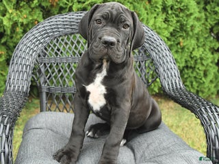 Cane Corso dogs - Ad 25
