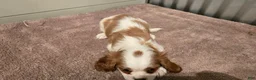 Cavalier King Charles Spaniel dogs for sale: Diego - Ad 7