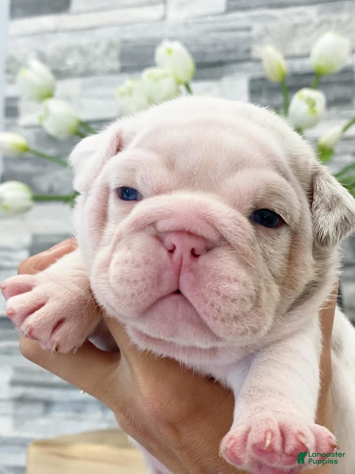 English Bulldog dogs Dallas - Ad 3