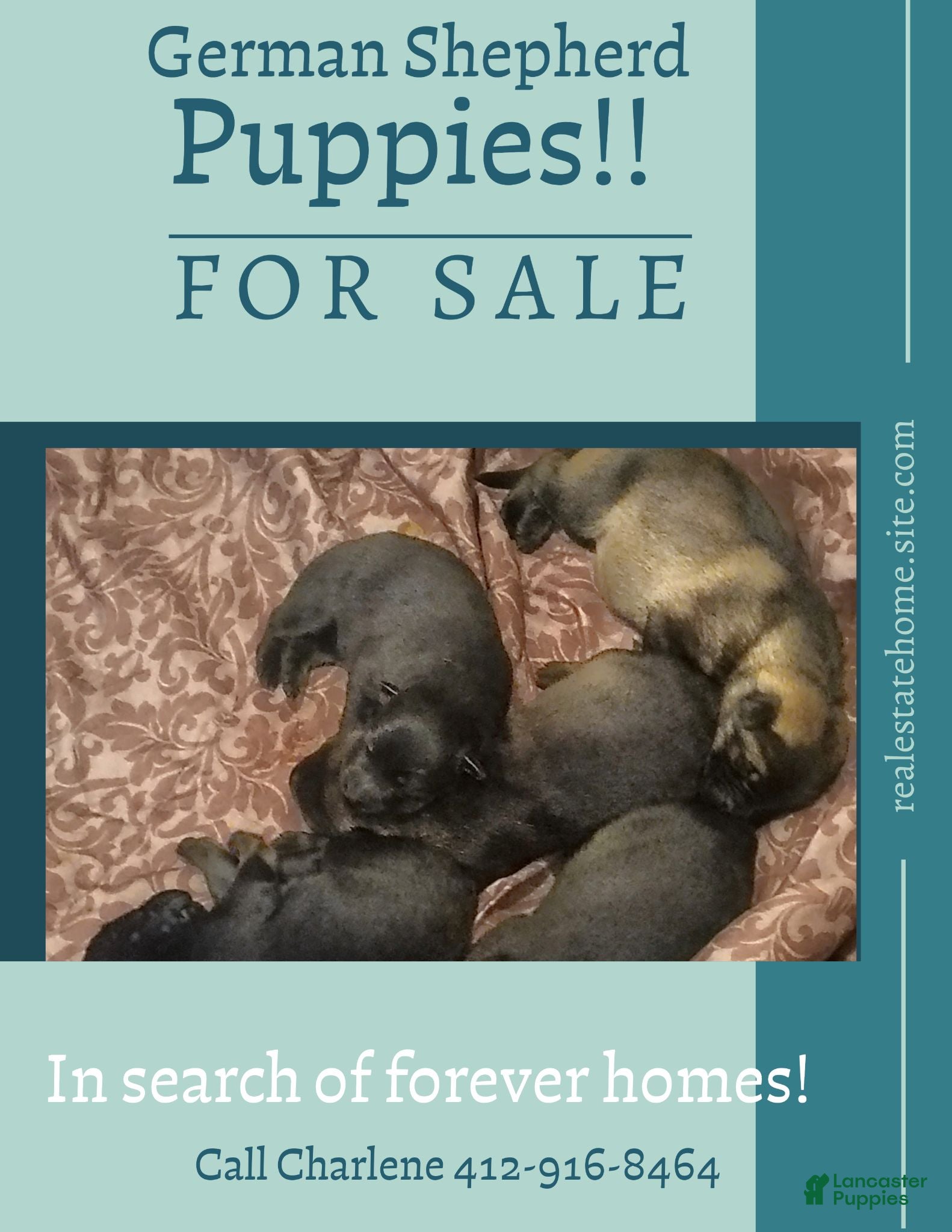 German Shepherd dogs AKC German Shepherd Puppy 4 - Ad 2