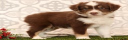 Miniature Australian Shepherd dogs for sale: Randy - Ad 1