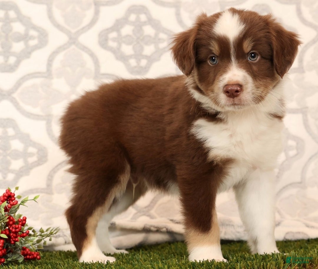 Miniature Australian Shepherd dogs for sale: Randy - Ad 1