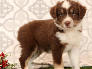 Miniature Australian Shepherd dogs Randy - Ad 3