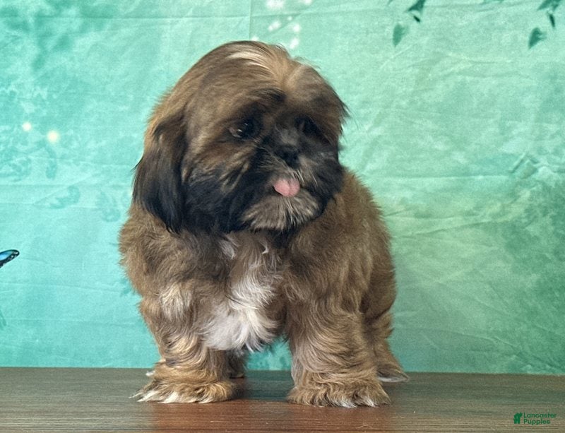 Shih Tzu dogs Chewy - Ad 1