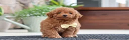 Maltipoo dogs for sale: Keith - Ad 6