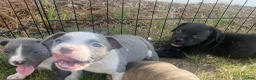 Mixed Breed dogs for sale: Mixed Breed 4 - Ad 3