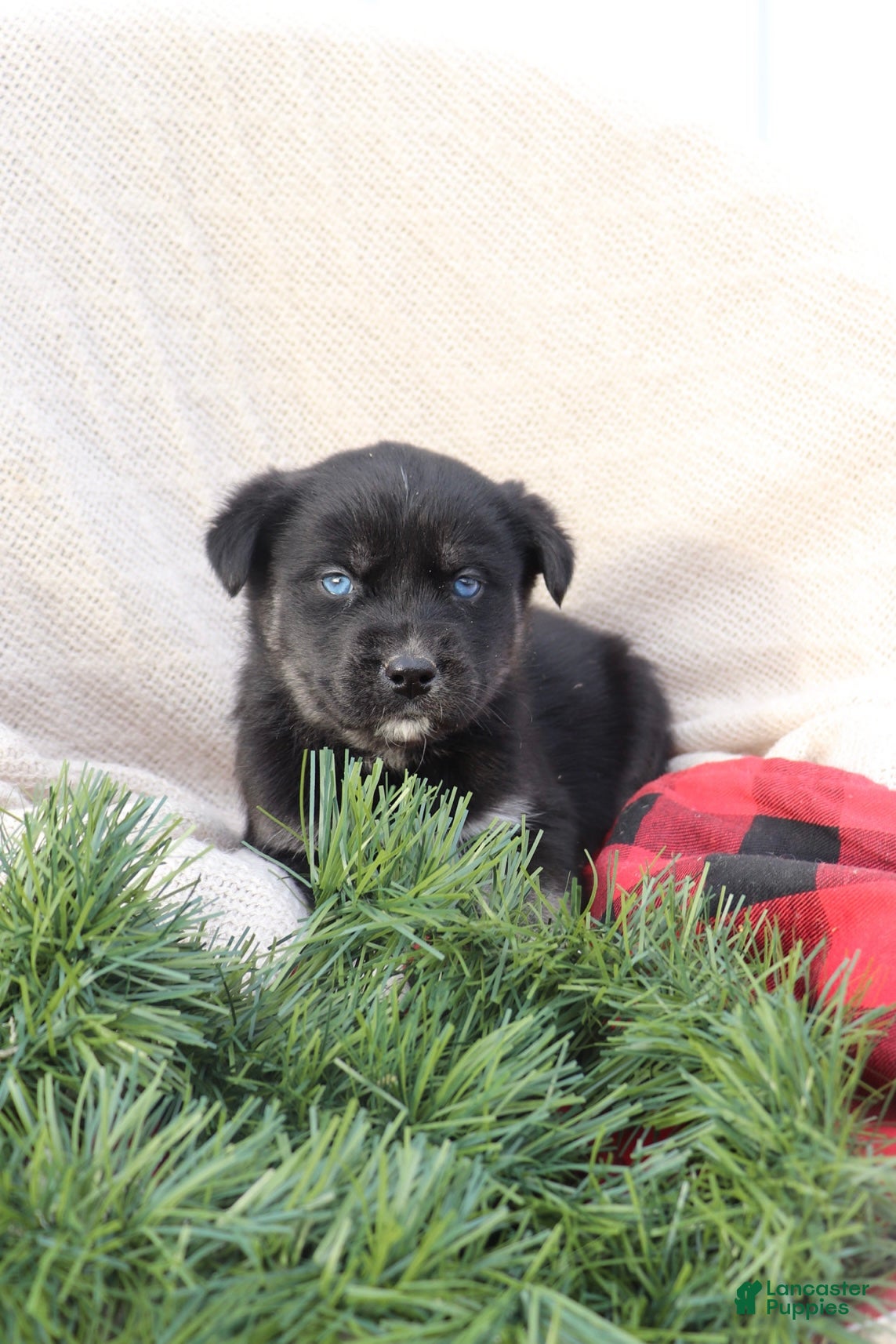 Goberian dogs Gemma - Ad 4