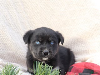 Goberian dogs Gemma - Ad 4