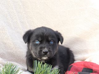 Goberian dogs Gemma - Ad 4