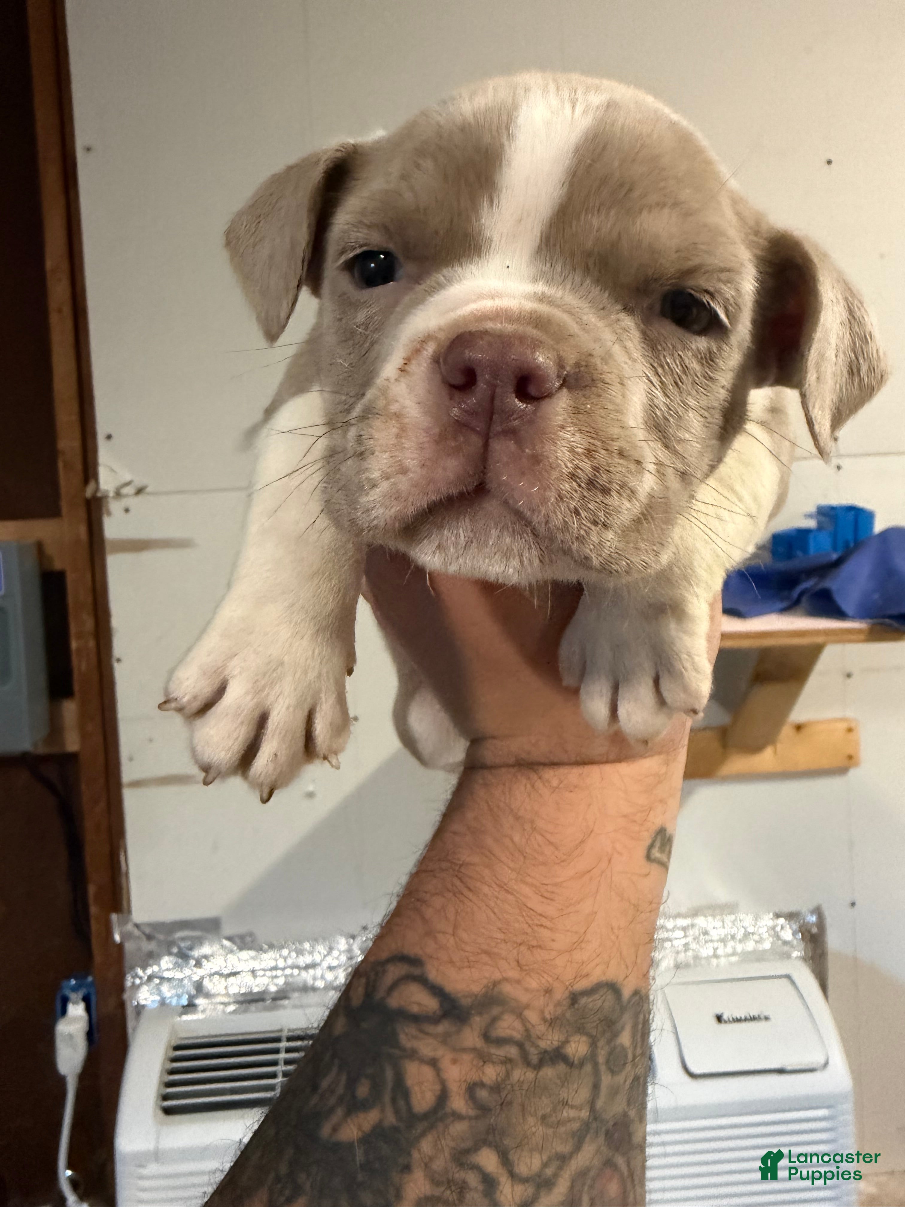 American Bully dogs American Bully Puppy 1 - Ad 12