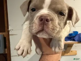 American Bully dogs American Bully Puppy 1 - Ad 12