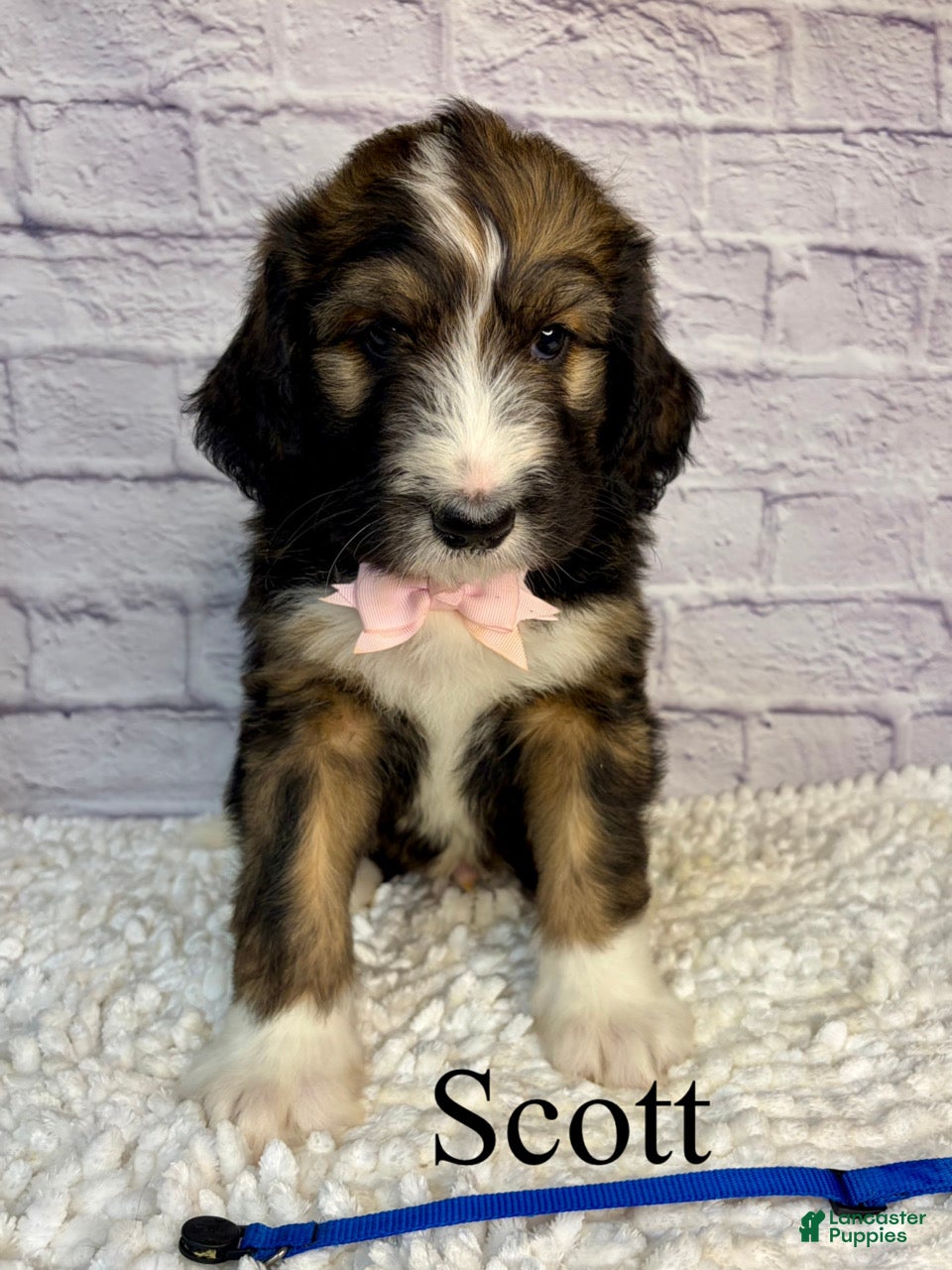 Bernedoodle dogs Scott- Standard F1 - Ad 29