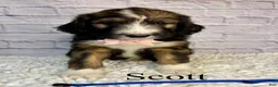 Bernedoodle dogs for sale: Scott- Standard F1 - Ad 2