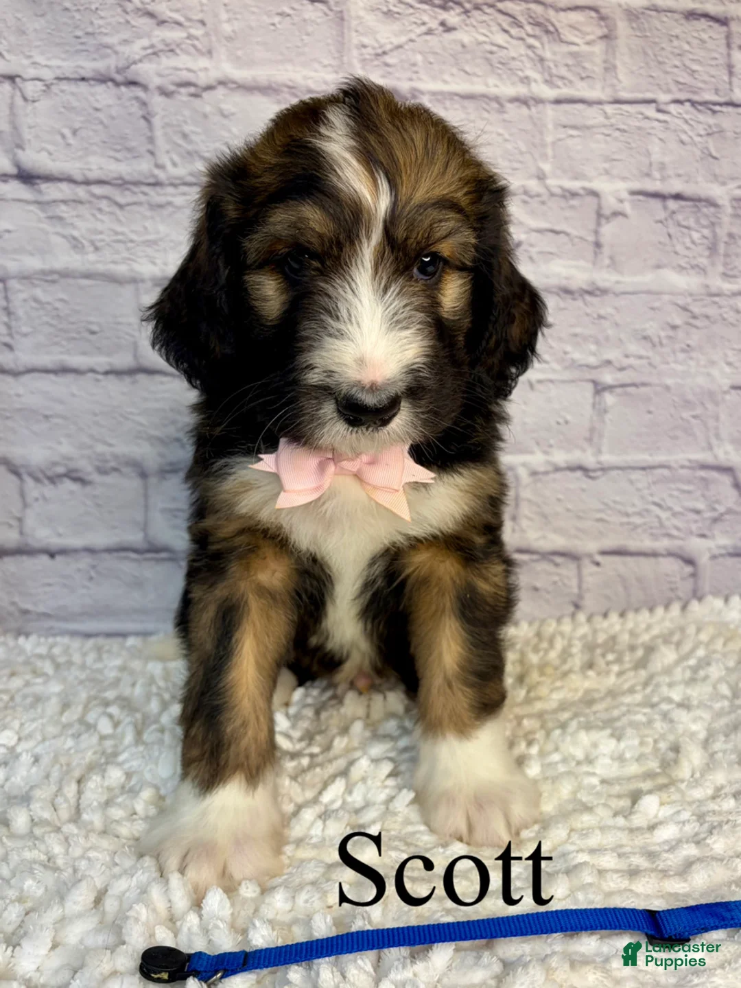 Bernedoodle dogs for sale: Scott- Standard F1 - Ad 2