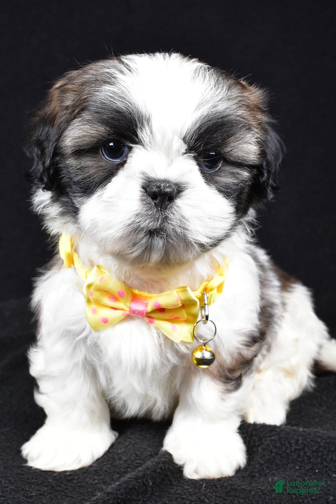 Shih Tzu dogs for sale: Harlan - Ad 8