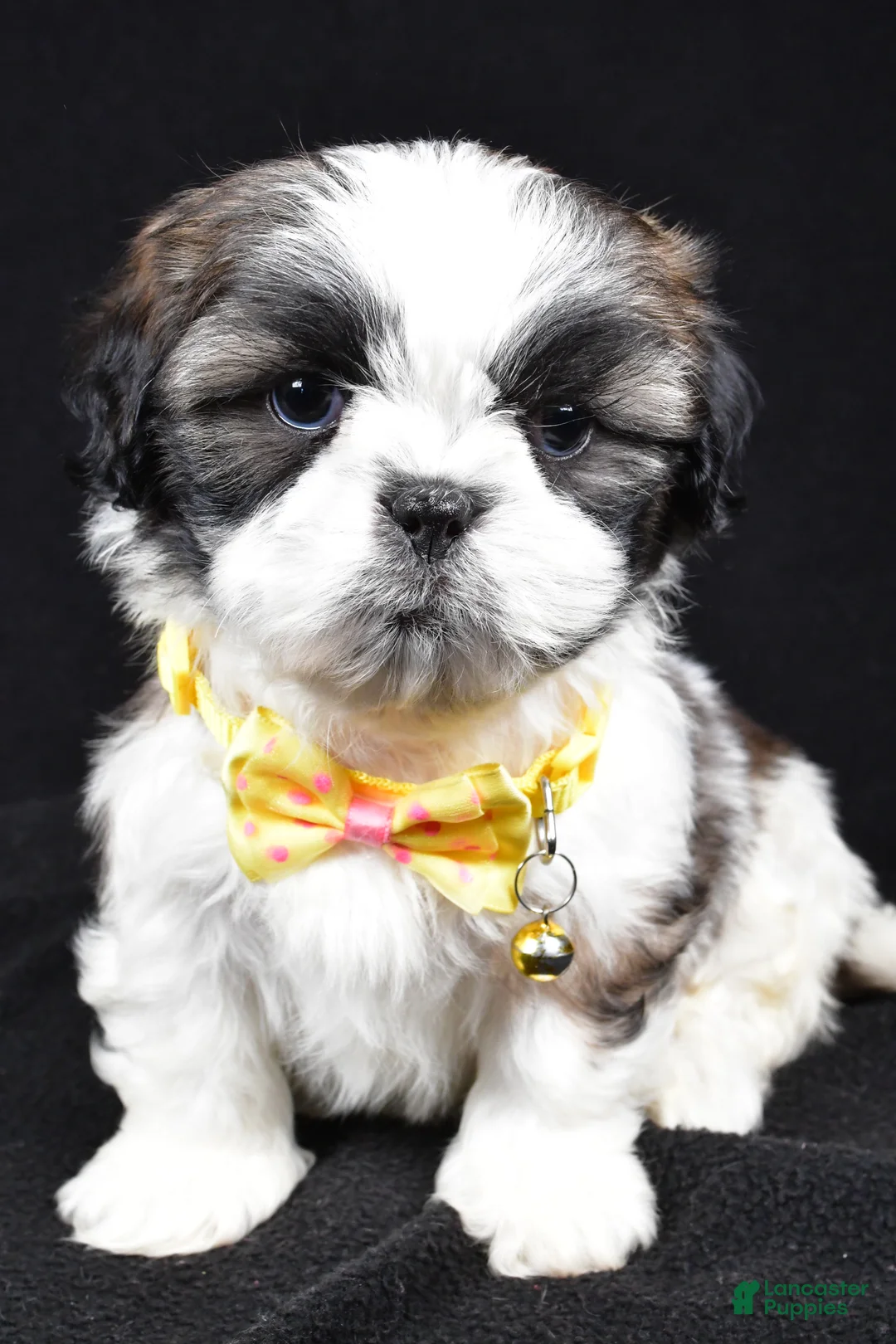 Shih Tzu dogs for sale: Harlan - Ad 8
