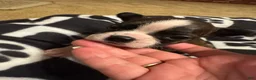 Boston Terrier dogs for sale: Happy-Brindle & white - Ad 2