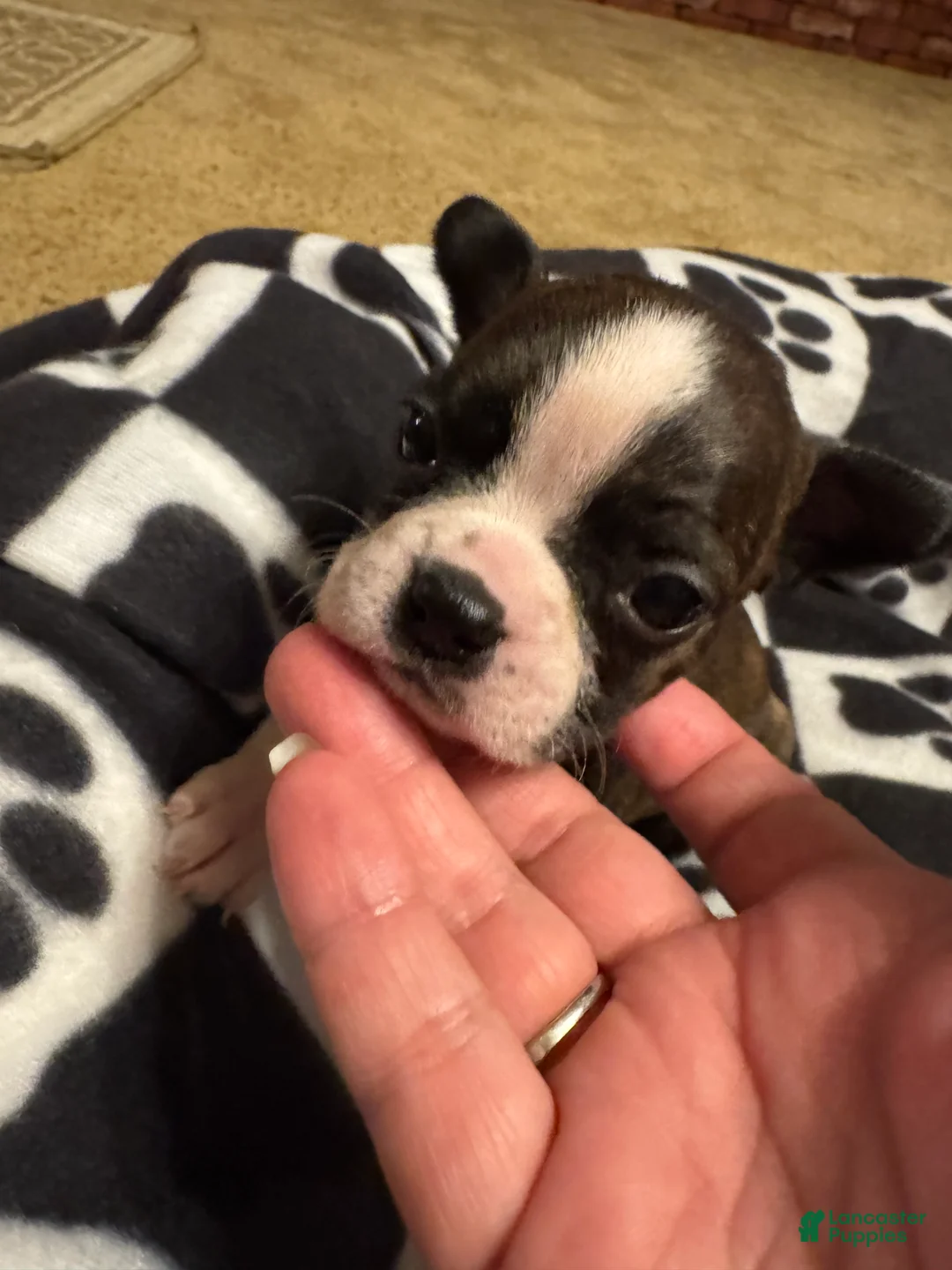 Boston Terrier dogs for sale: Happy-Brindle & white - Ad 2