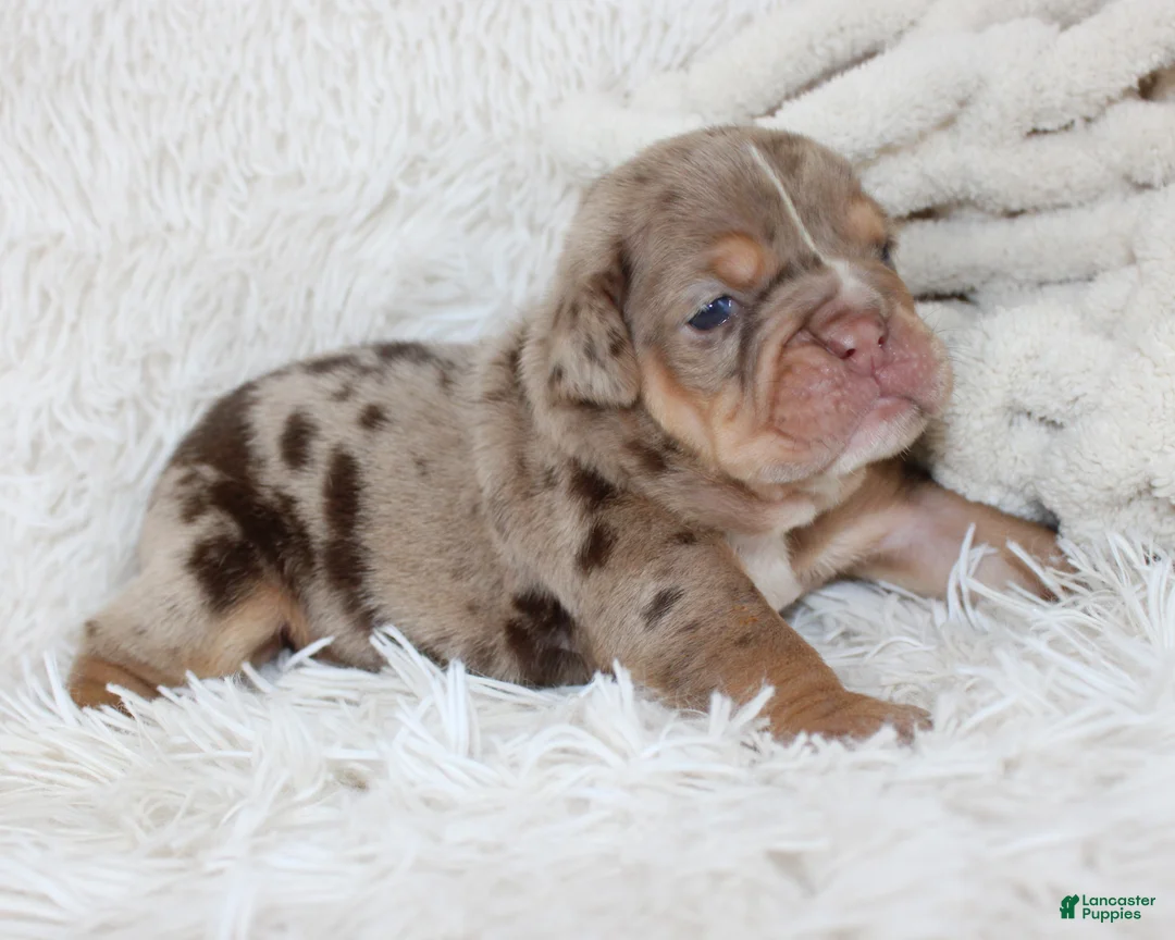 English Bulldog dogs for sale: Kyah - Ad 1