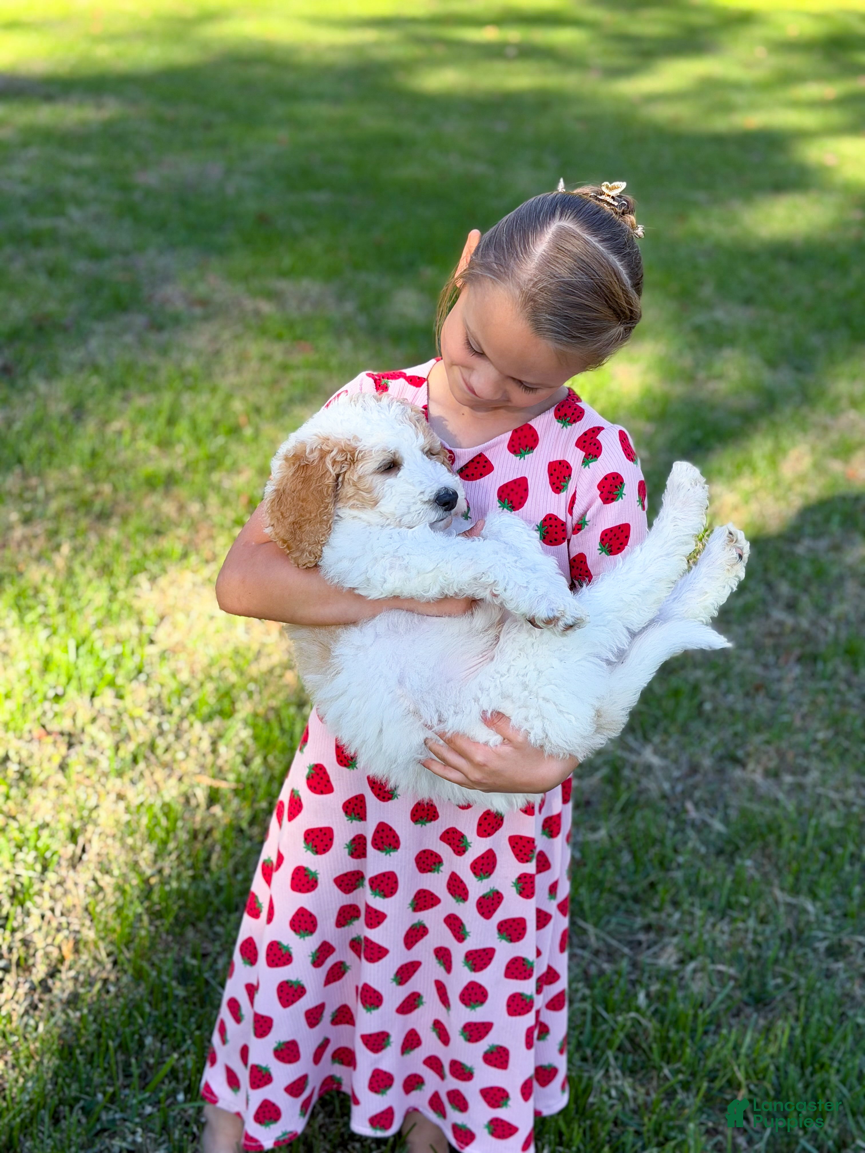 Goldendoodle dogs for sale: Hello I’m Ranger🩵 - Ad 2