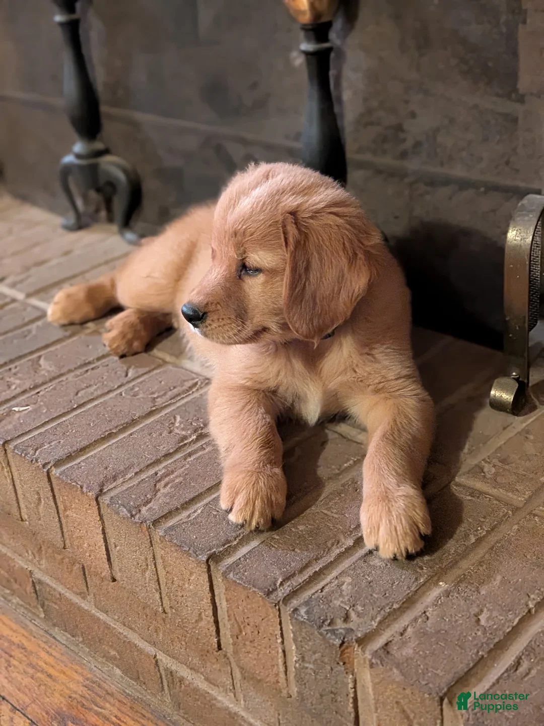 Golden Retriever dogs for sale: Apollo - Ad 1