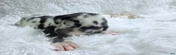 Great Dane dogs for sale: Hera - Ad 4