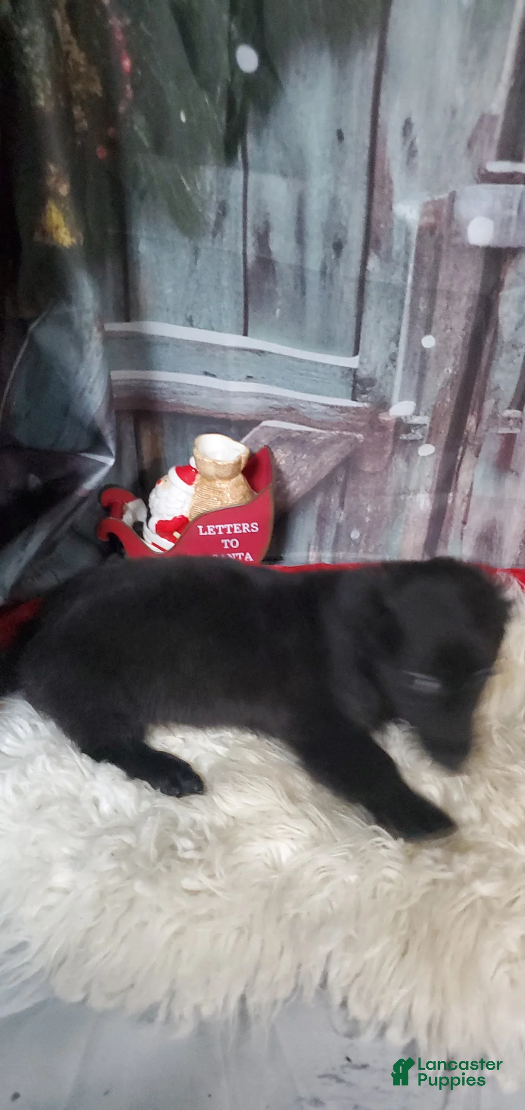 Miniature Dachshund dogs for sale: Miniature Dachshund Puppy 4 - Ad 2