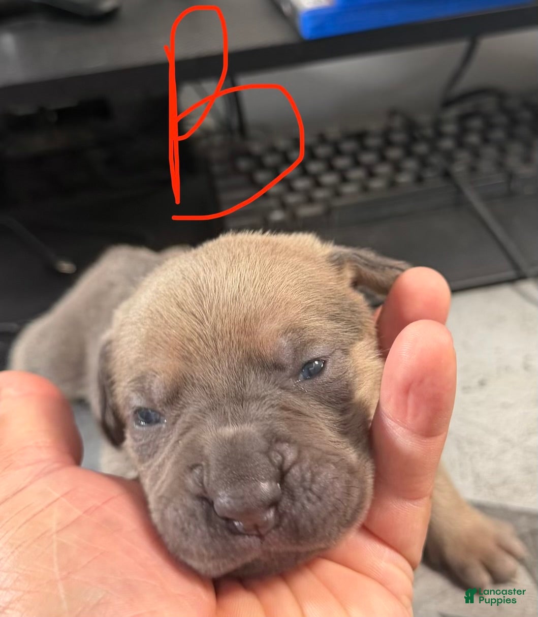 Cane Corso dogs Zeus - Ad 1