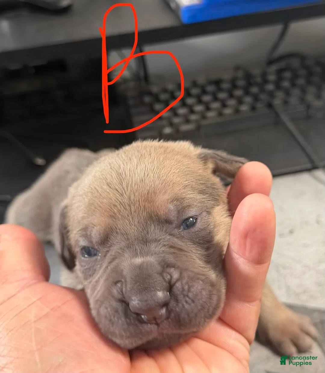 Cane Corso dogs for sale: Zeus - Ad 1