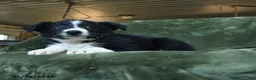 Border Collie dogs for sale: Aisling - Ad 3