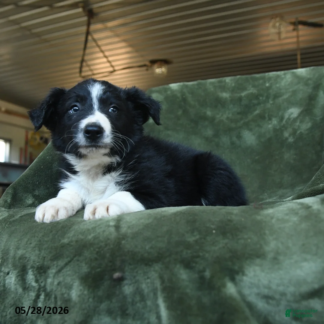 Border Collie dogs for sale: Aisling - Ad 3
