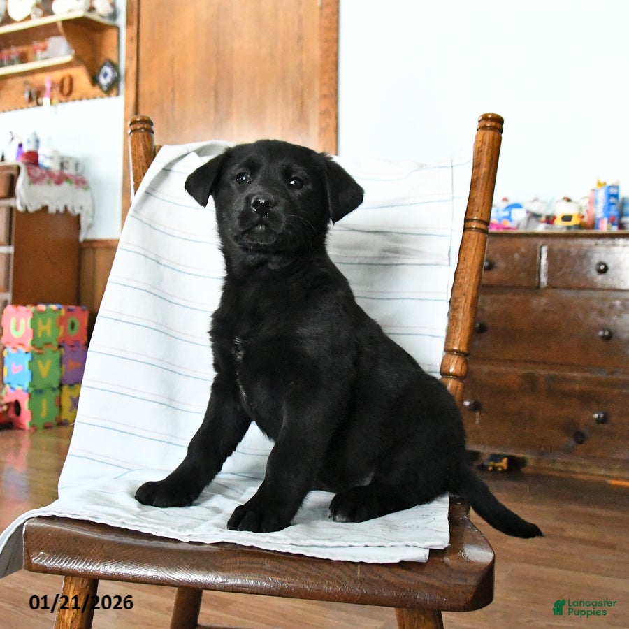 Mixed Breed dogs Rosie - Ad 17