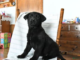 Mixed Breed dogs Rosie - Ad 17