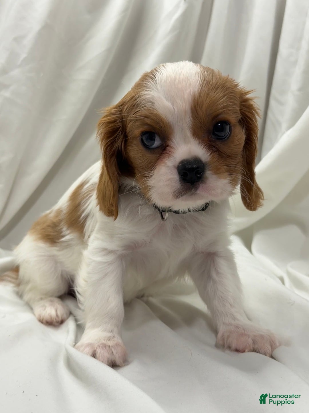 Cavalier King Charles Spaniel dogs for sale: Brian - Ad 2